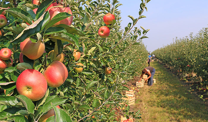 Apples- Honeycrisp — Sun Orchard Apples