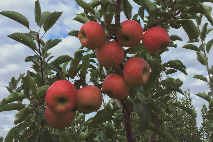 Woodstock Apple Orchard