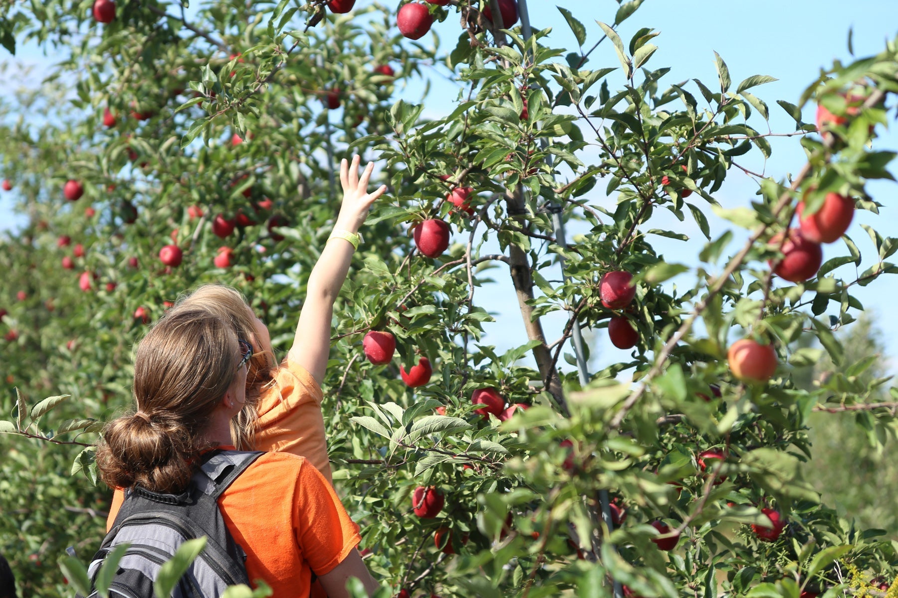 Make All Seasons Orchard Part of Your Fall Tradition