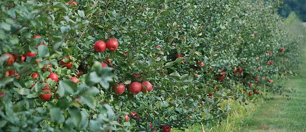 Honeycrisp picking starts 9/13/14