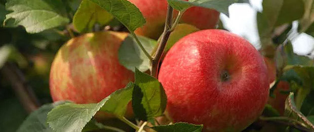 The start of Honeycrisp watch 2015