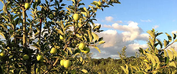 2013 Apple Picking Season Outlook
