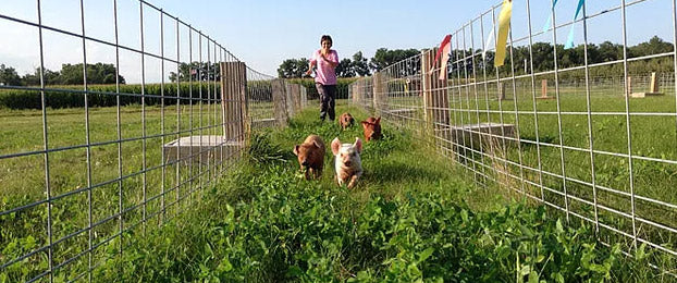 Pig Race Training Underway!