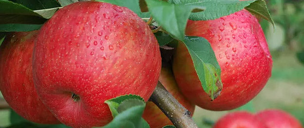Pick your own Honeycrisp starts 9/12/15
