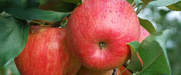 2014 Honeycrisp Update