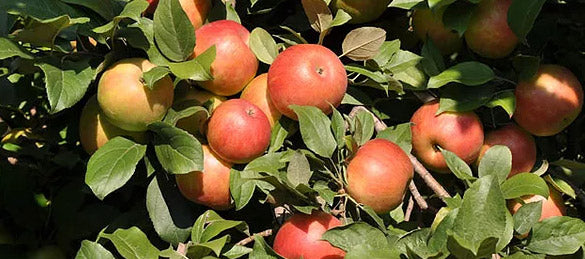 2013 Honeycrisp apple picking starts this weekend!