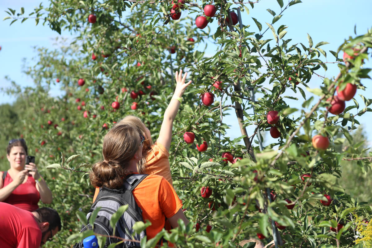 All Season Orchard Experience
