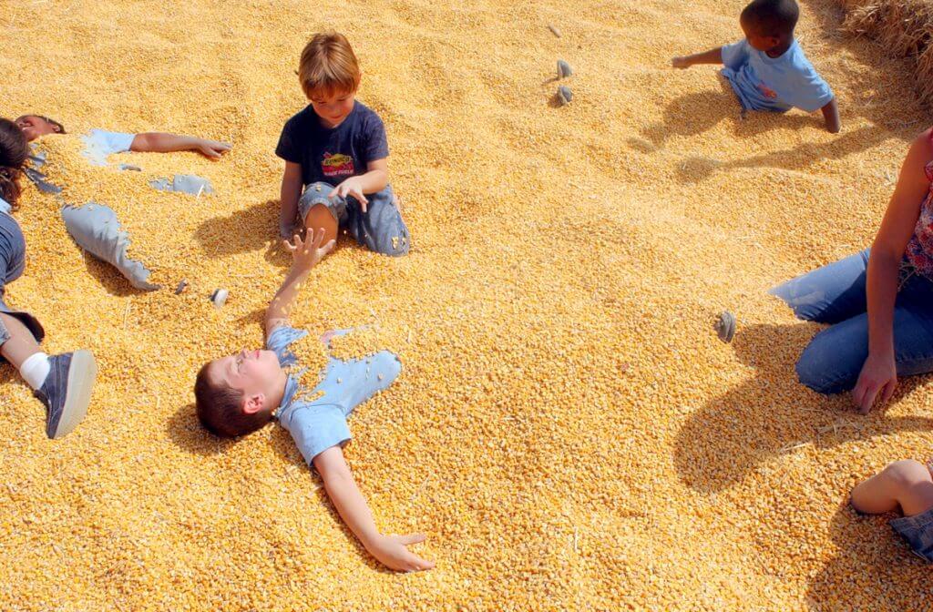Corn Barnyard Activities all Seasons Orchard