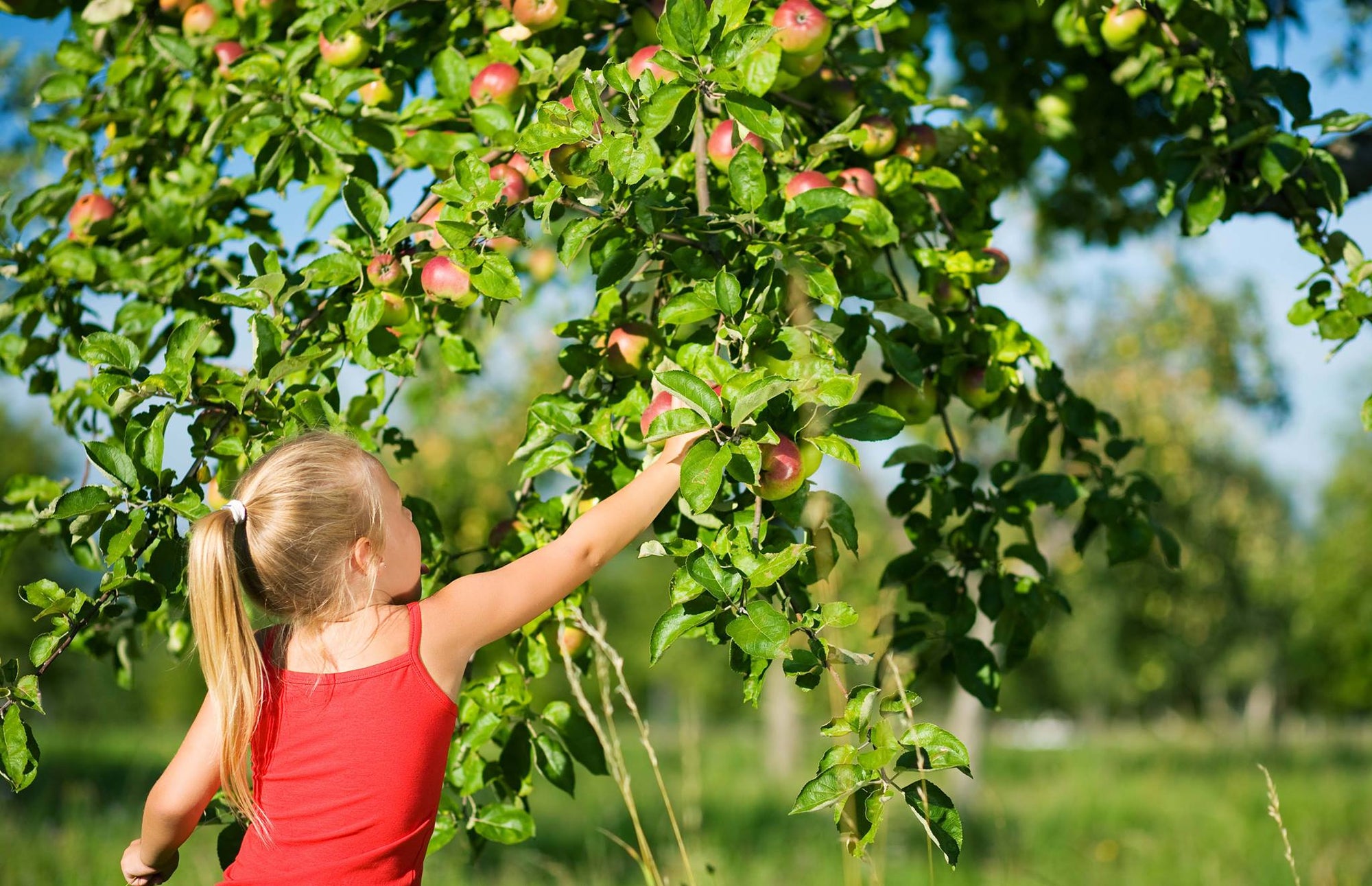 Field Trip at the Apple Orchard
