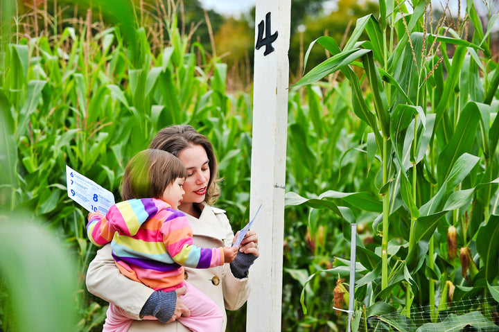 Get Lost in Corn Maze-All Seasons Orchard