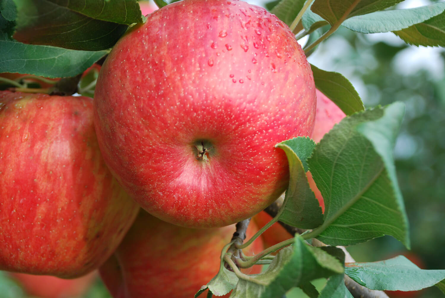 Honeycrisp Apple Picking 