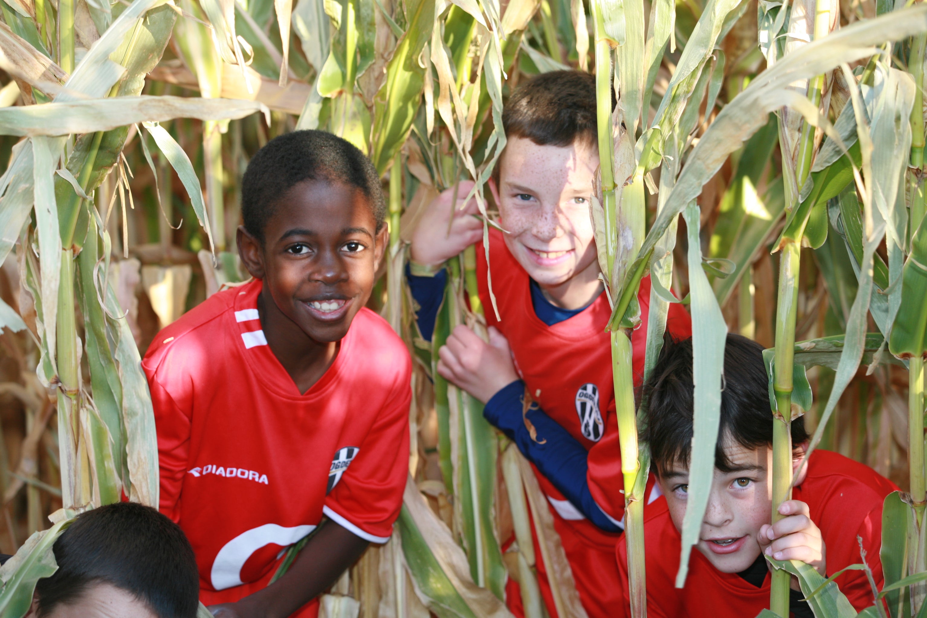 Get Lost in Corn Maze