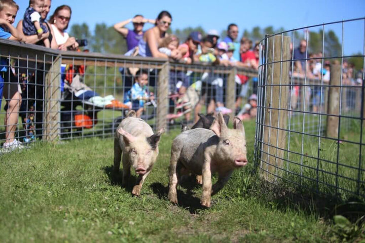 Pig Races-Weekend Activities