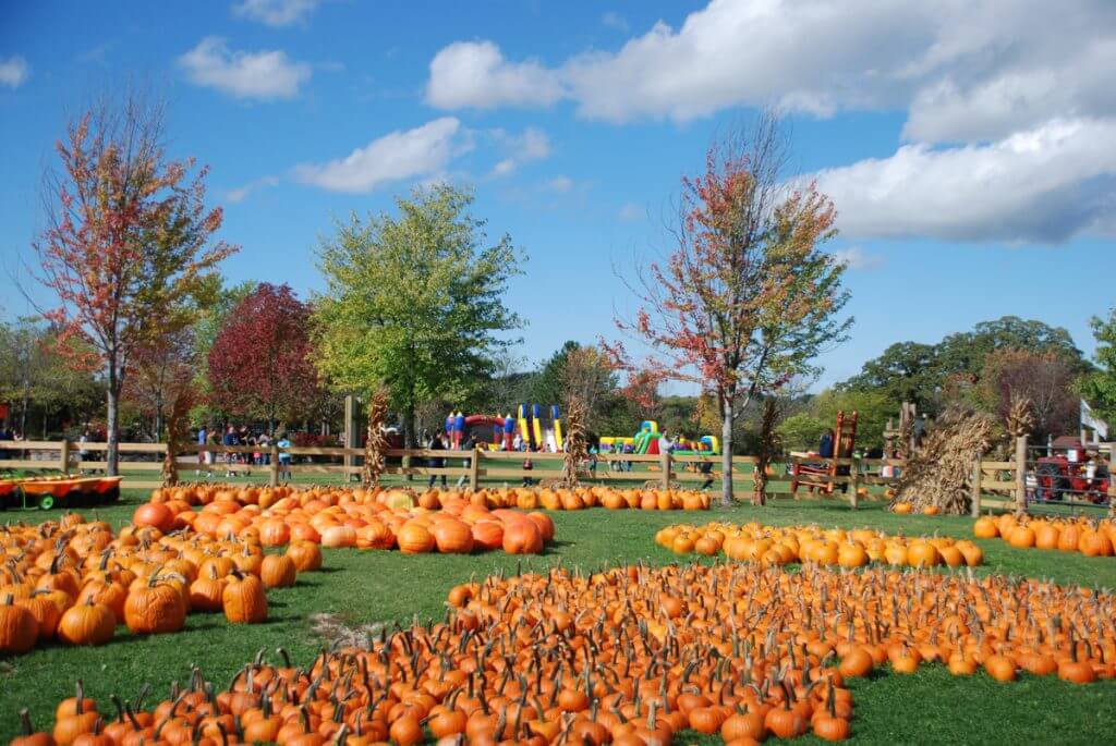Pumpkin Patch All Seasons Orchard
