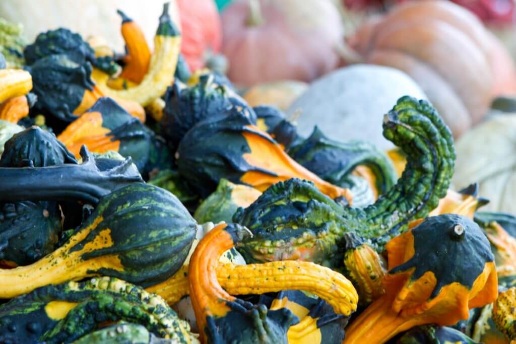 Pumpkin Patch All Seasons