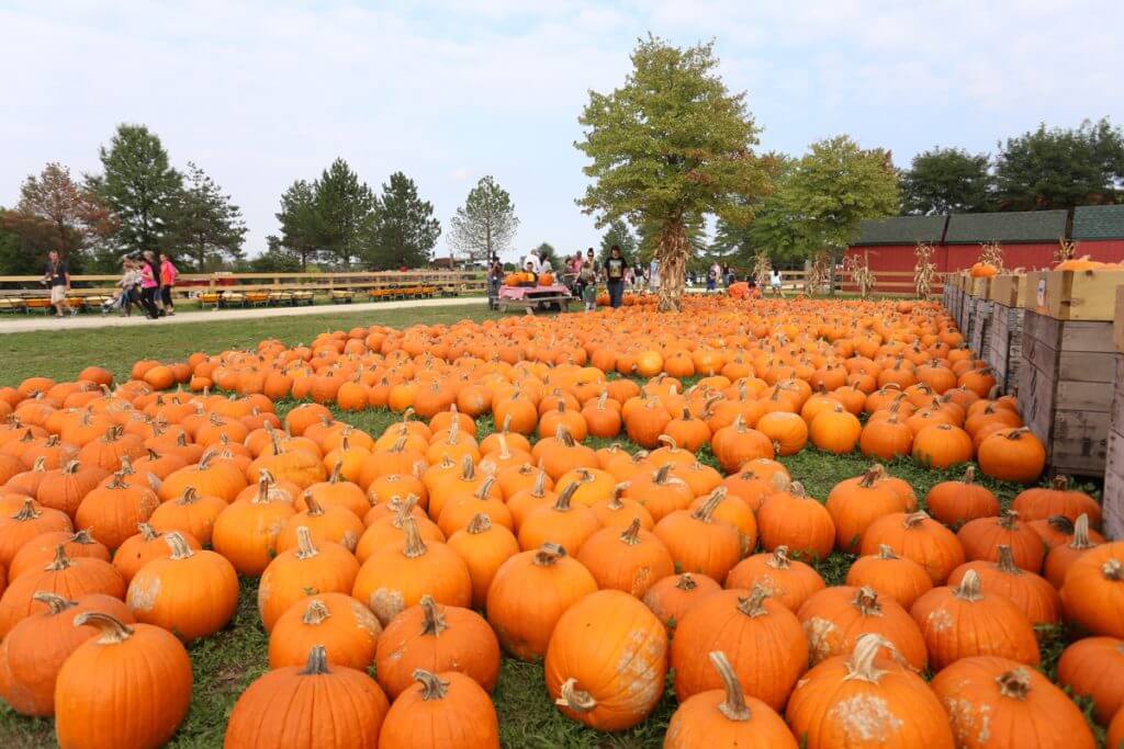 Pumpkin Patch All Seasons