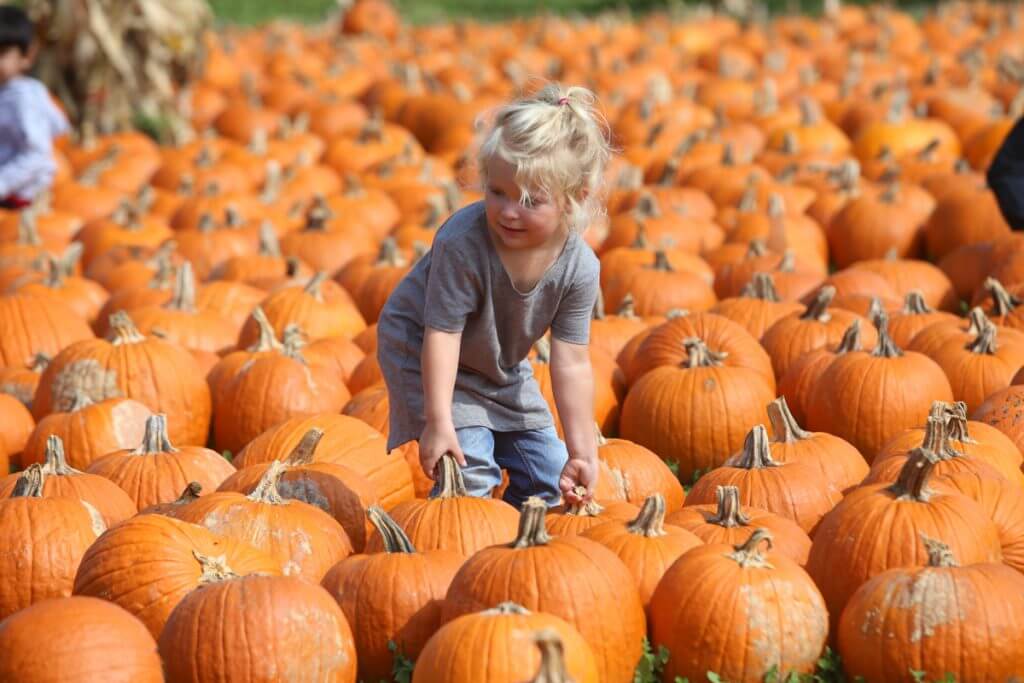 Pumpkin Patch All Seasons Orchard