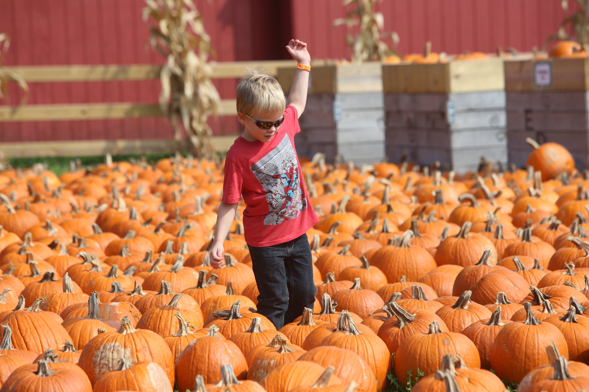 Pumpkin Picking