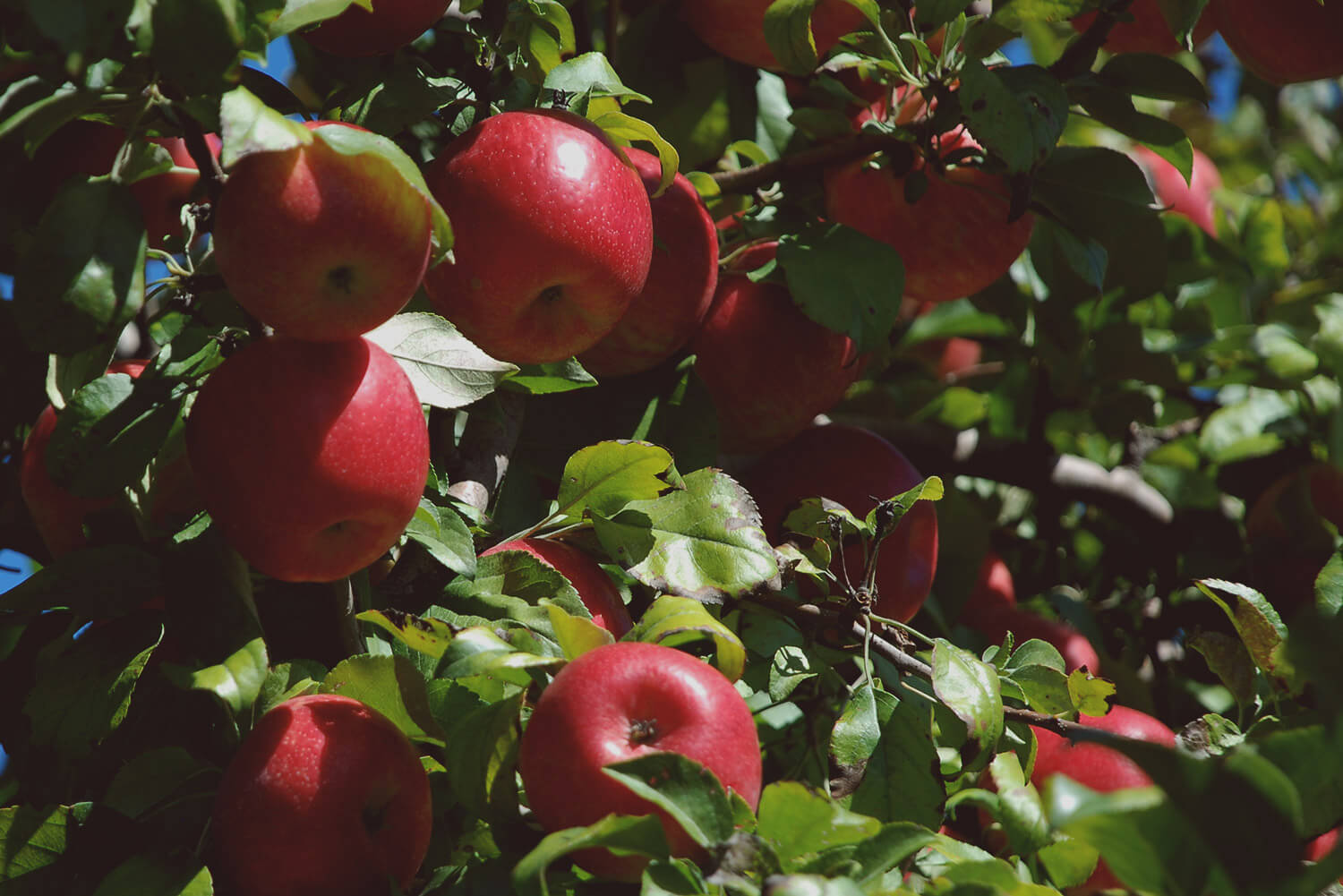 Working With Nature at All Seasons Orchard