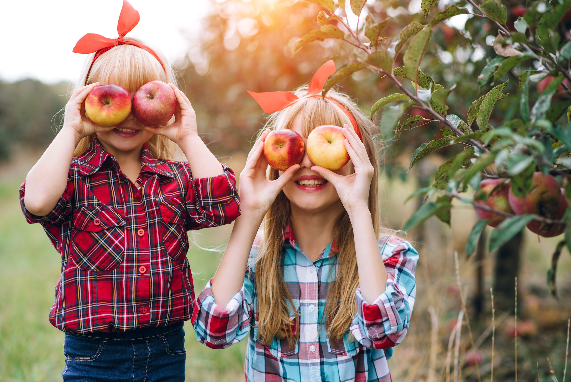 Apple Picking