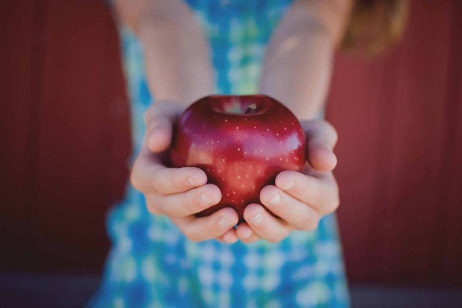 Orchard Apple Picking Woodstock