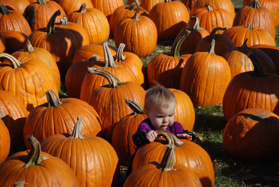Pumpkin Patch All Seasons