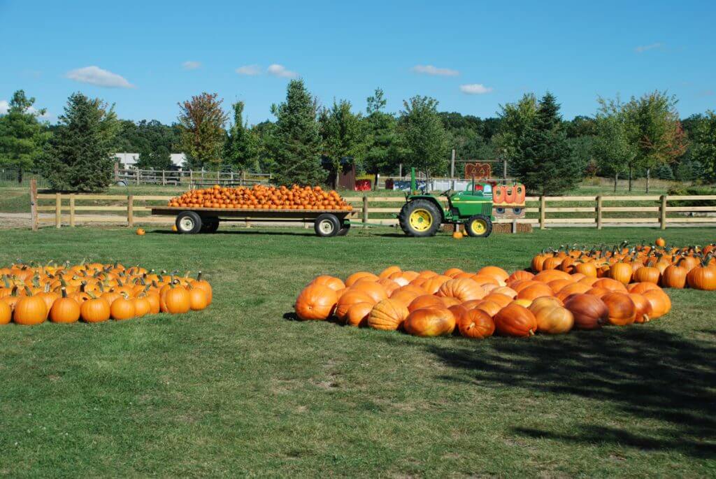 Pumpkin Patch All Seasons Orchard