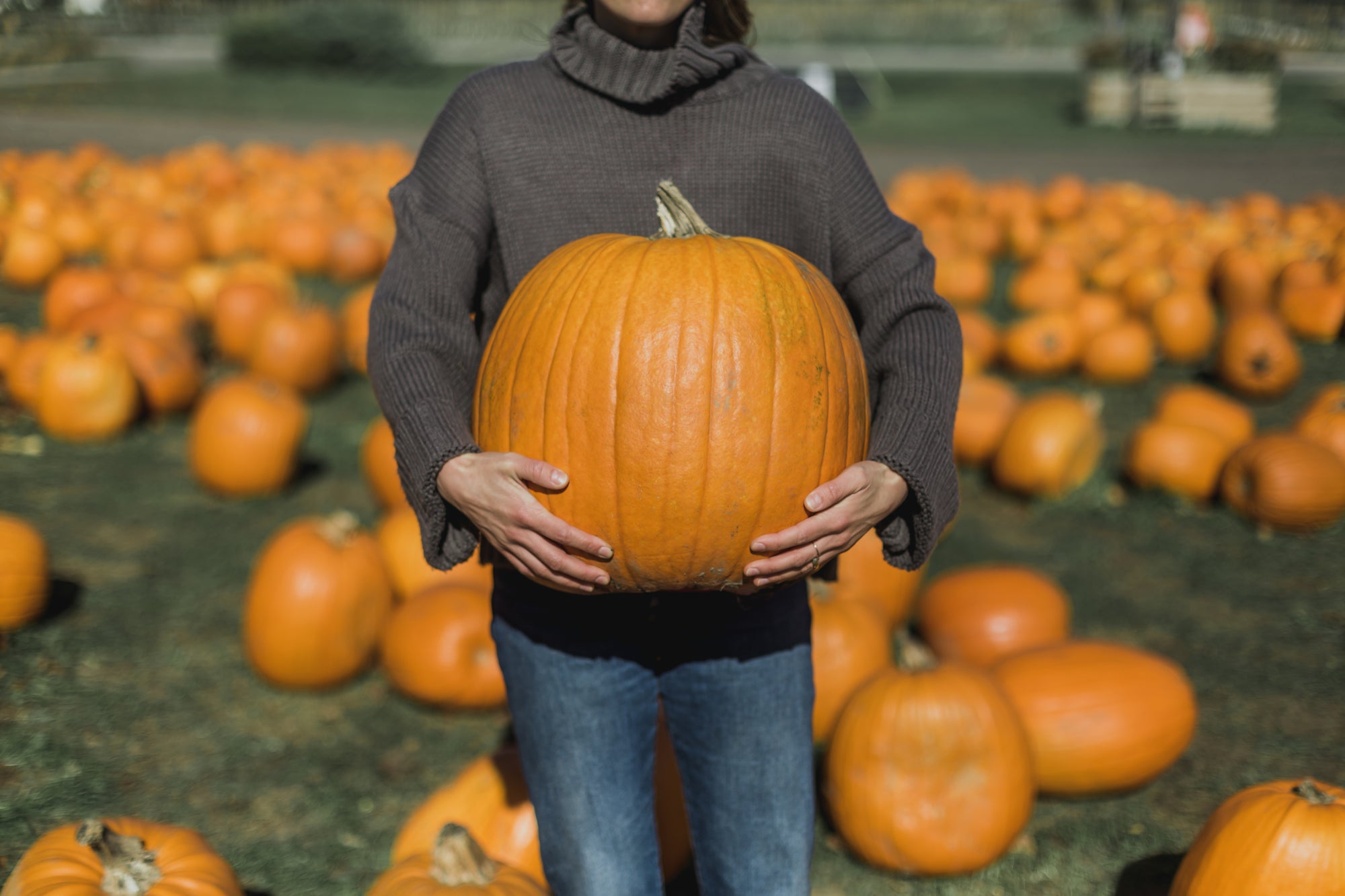 Corn Maze and Pumpkin Farm